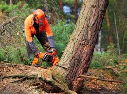 How Our Tree Care Process Works  in  Chilhowie, VA